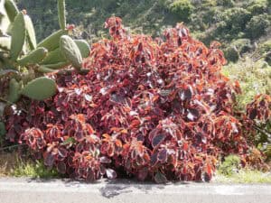 Copperleaf, Acalypha wilkesiana