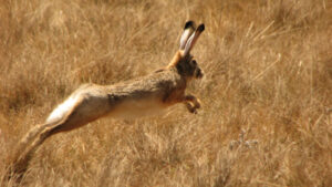 Ethiopian Highland Hare, Lepus starcki