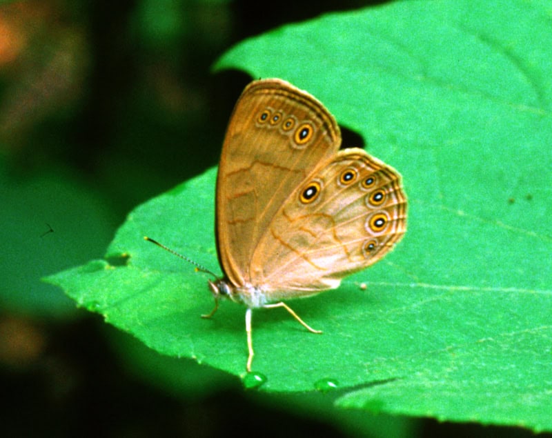 Appalachian Brown Butterfly, Satyrodes appalachia