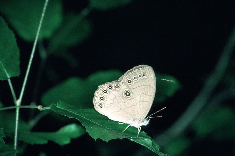 Appalachian Brown Butterfly, Satyrodes appalachia