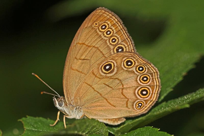 Appalachian Brown Butterfly, Satyrodes appalachia