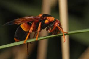 Australian Hornet, Abispa ephippium