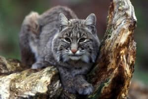 Bobcat, Lynx rufus