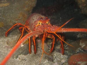 California Spiny Lobster, Palinurus interruptus