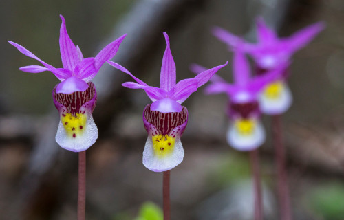 Calypso Orchid, Calypso bulbosa
