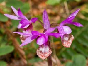 Calypso Orchid, Calypso bulbosa