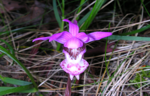 Calypso Orchid, Calypso bulbosa