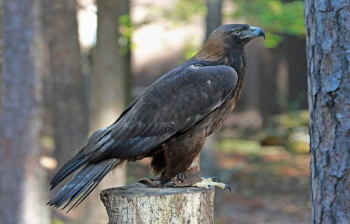 Golden Eagle, Aquila chrysaetos