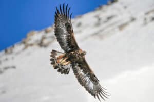 Golden Eagle, Aquila chrysaetos