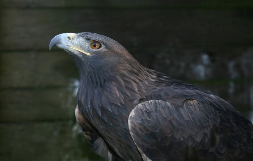 Golden Eagle, Aquila chrysaetos
