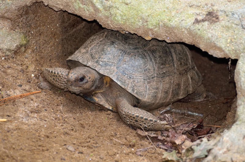 Gopher Tortoise, Gopherus polyphemus