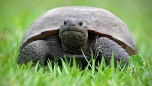Gopher Tortoise