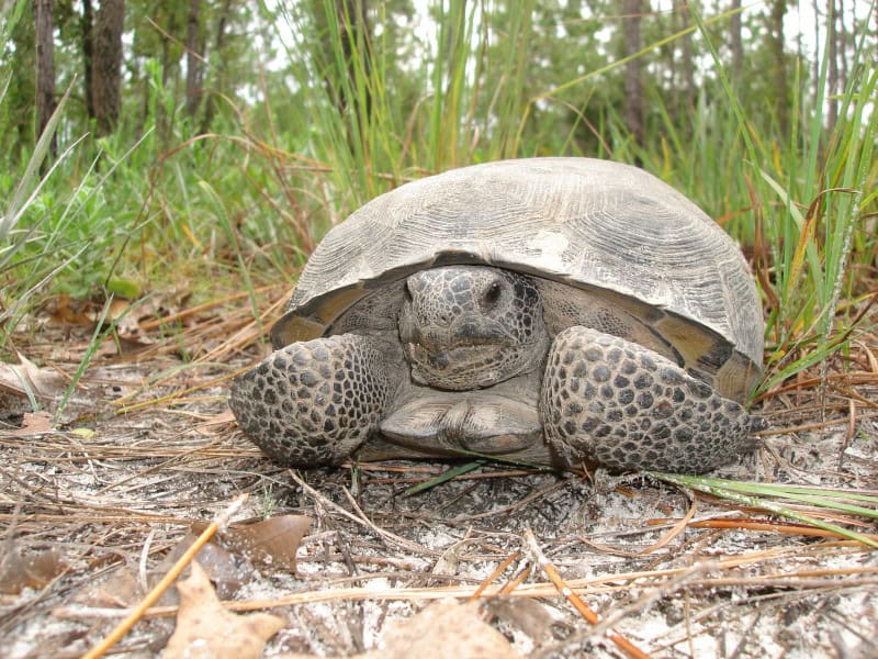 Gopher Tortoise, Gopherus Polyphemus