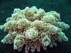 Hell's Fire Anemone, Actinodendron arboreum