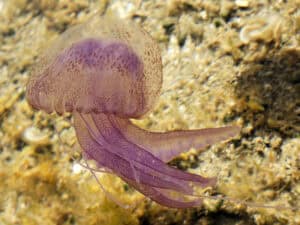 Mauve Stinger, Pelagia noctiluca