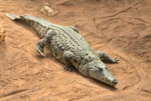 Nile Crocodile