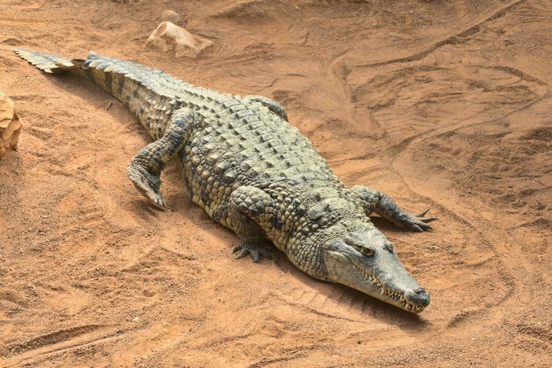 Nile Crocodile, Crocodylus niloticus