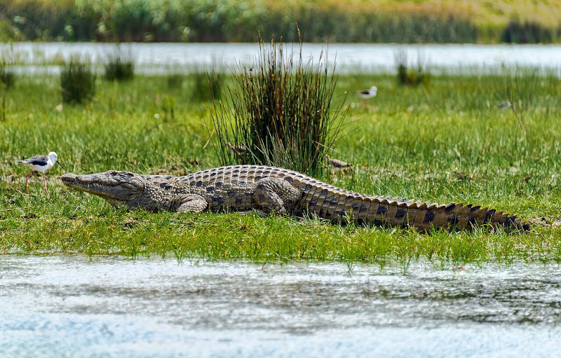Nile Crocodile, Crocodylus niloticus