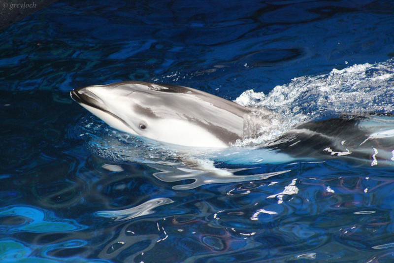 Pacific White-sided Dolphin, Aethalodelphis obliquidens