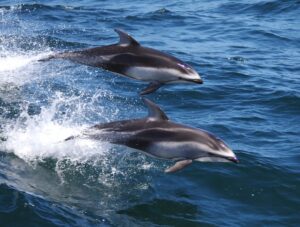 Pacific White-sided Dolphin, Aethalodelphis obliquidens