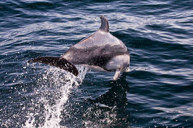 Pacific White-sided Dolphin, Aethalodelphis obliquidens