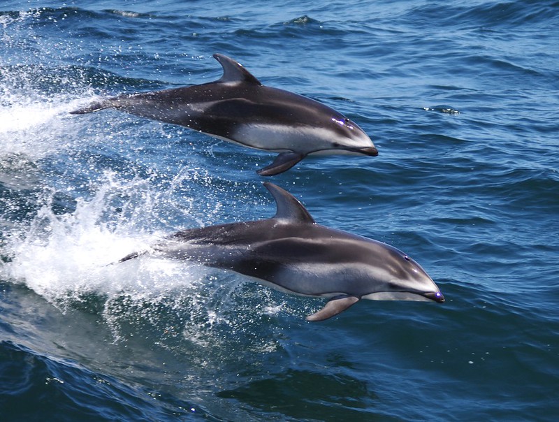 Pacific White-sided Dolphin, Aethalodelphis obliquidens