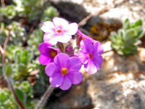 Pink Rock Jasmine, Androsace sarmentosa