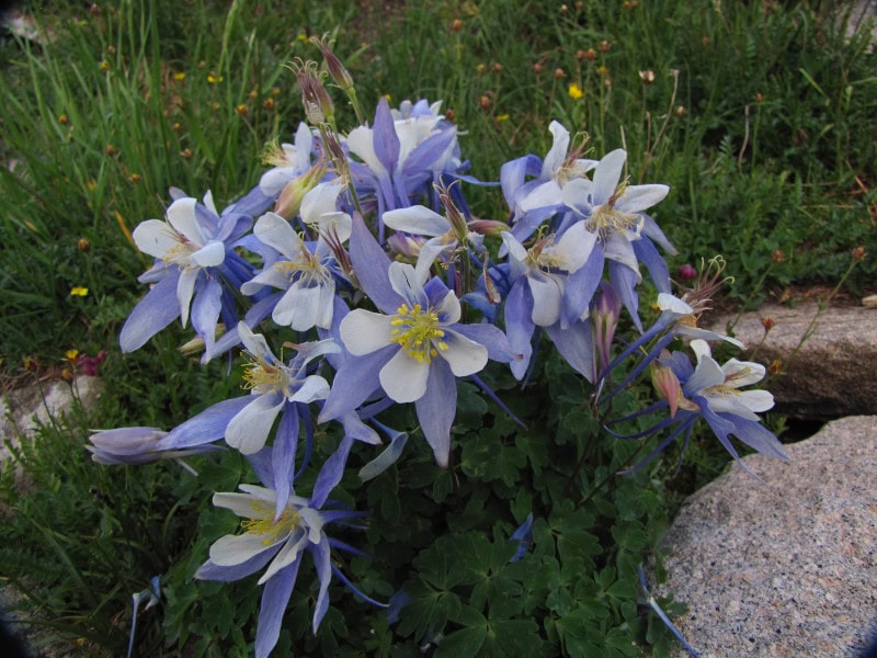 Rocky Mountain Columbine, Aquilegia coerulea