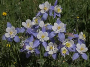 Rocky Mountain Columbine, Aquilegia coerulea