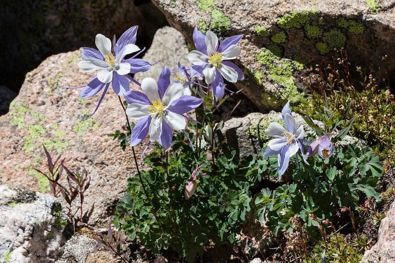 Rocky Mountain Columbine, Aquilegia coerulea