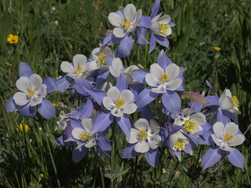 Rocky Mountain Columbine, Aquilegia coerulea