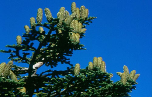 Sicilian Fir, Abies Nebrodensis