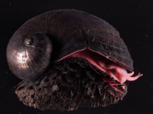 Volcano Snail, Chrysomallon squamiferum