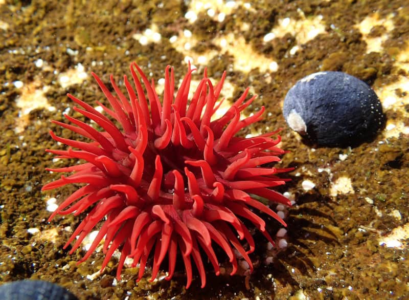 Waratah Anemone, Actinia tenebrosa