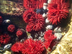 Waratah Anemone, Actinia tenebrosa