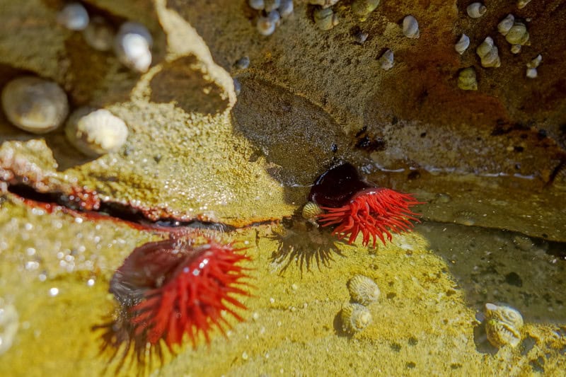 Waratah Anemone, Actinia tenebrosa