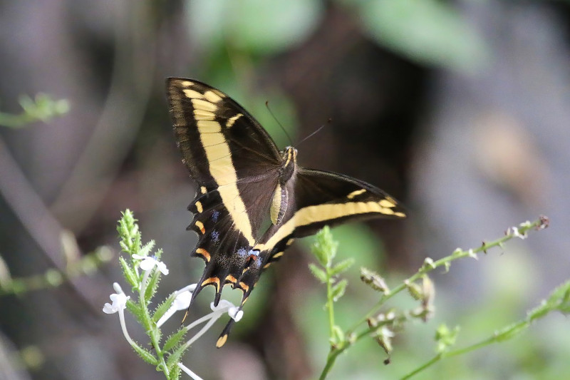 Bahaman Swallowtail, Papilio andraemon
