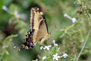 Bahaman Swallowtail, Papilio andraemon