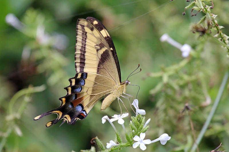 Bahaman Swallowtail, Papilio andraemon