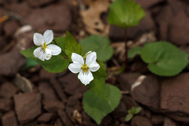 Canadian Violet, Viola canadensis