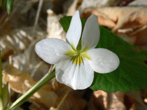 Canadian Violet, Viola canadensis