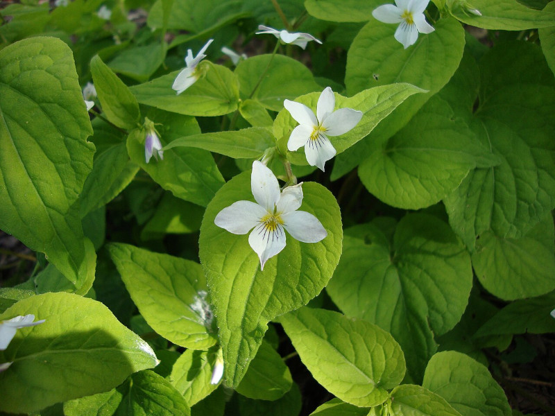 Canadian Violet, Viola canadensis