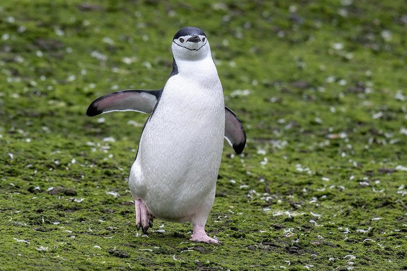 Chinstrap Penguin, Pygoscelis antarcticus