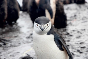 Chinstrap Penguin, Pygoscelis antarcticus