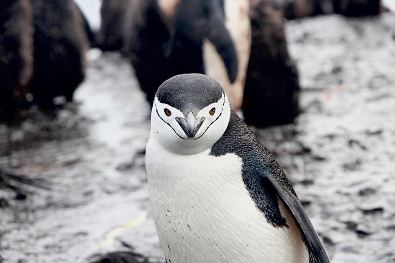 Chinstrap Penguin, Pygoscelis antarcticus