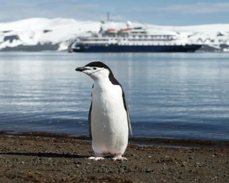 Chinstrap Penguin, Pygoscelis antarcticus
