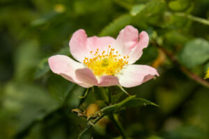 Dog Rose, Rosa canina