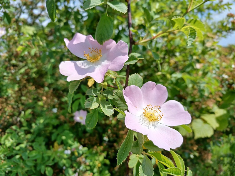 Dog Rose, Rosa canina