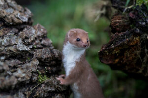 Least Weasel, Mustela nivalis