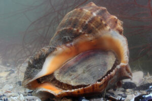 Veined rapa whelk, Rapana venosa